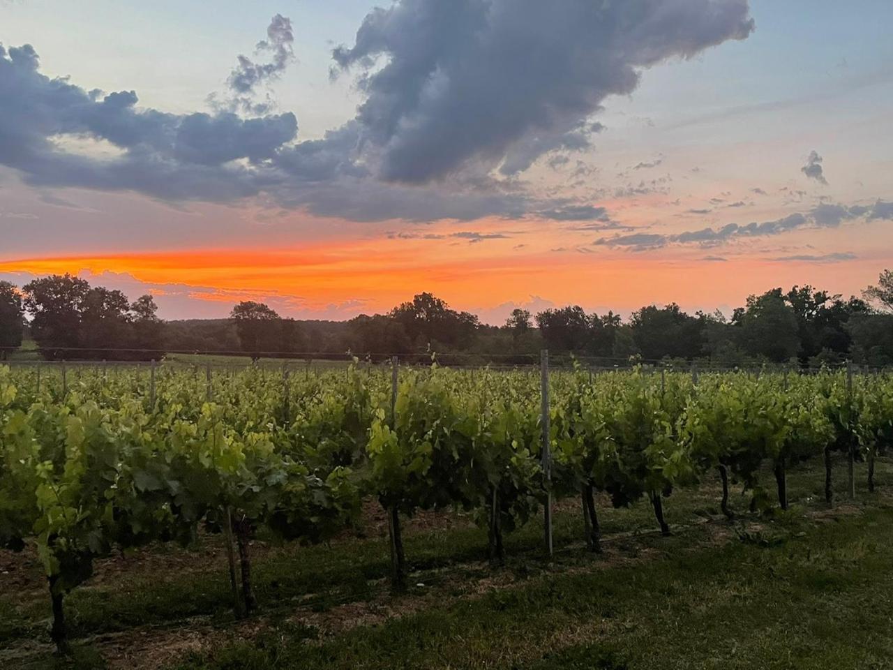 Holiday home L'eperonnette, Cozy House With Swimming Pool, Surrounded By Vineyard, Near St Emilion *