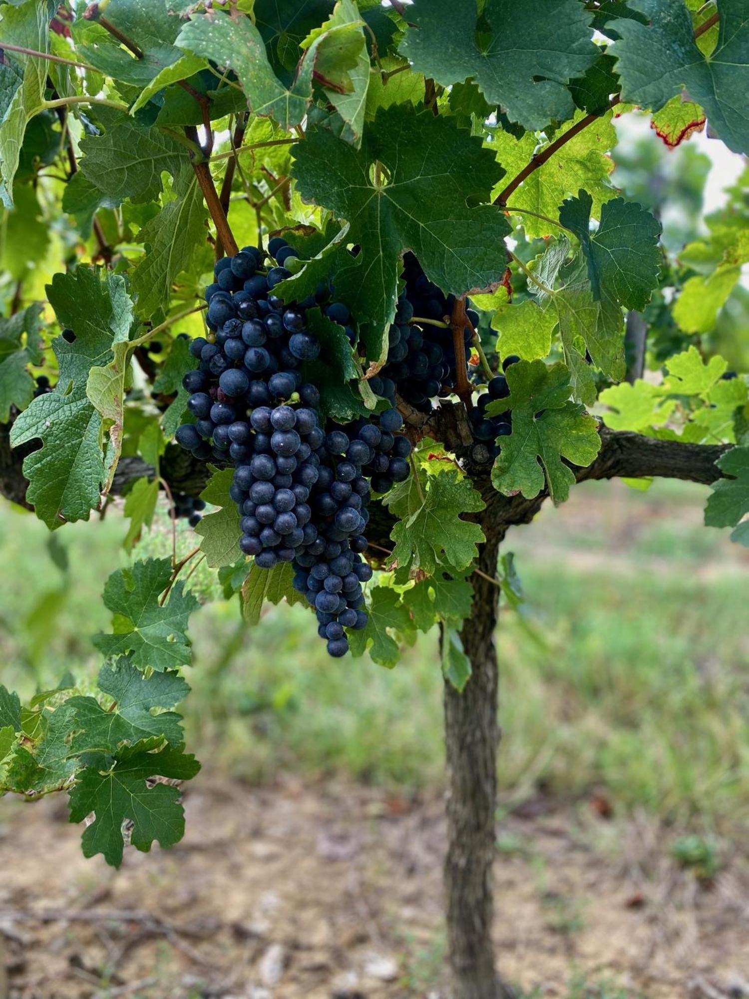 L'eperonnette, Cozy House With Swimming Pool, Surrounded By Vineyard, Near St Emilion